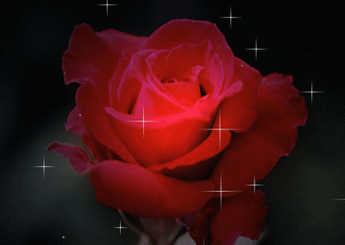 أحلى ورد متحرك وردة حمراء جميلة - صور ورد وزهور Rose Flower images
